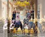 Small #1 American Bully