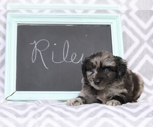 Cockapoo-Pomsky Mix Puppy for sale in FREDERICKSBG, OH, USA