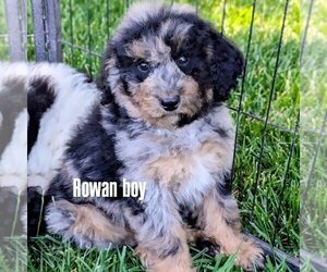 Medium Bernedoodle-Golden Mountain Dog Mix