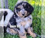 Puppy Rowan Bernedoodle-Golden Mountain Dog Mix