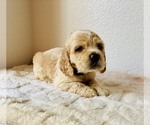 Small #3 Cocker Spaniel