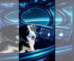 Small #6 Australian Shepherd