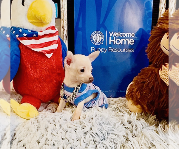 Medium Photo #2 Chihuahua Puppy For Sale in ATHENS, GA, USA