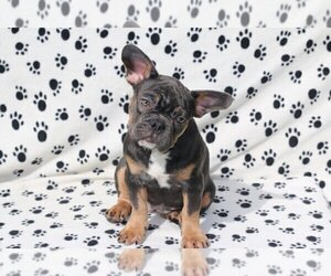 French Bulldog Puppy for sale in MANHATTAN, NY, USA