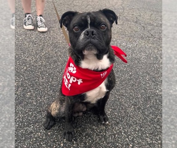 Medium Photo #1 Buggs Puppy For Sale in Muskegon, MI, USA