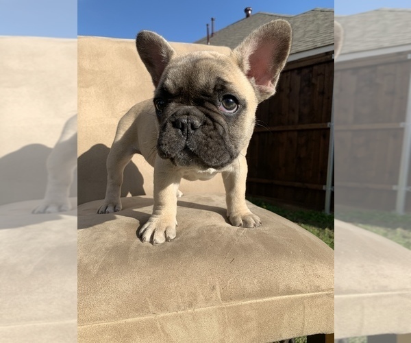Medium Photo #1 French Bulldog Puppy For Sale in MESQUITE, TX, USA