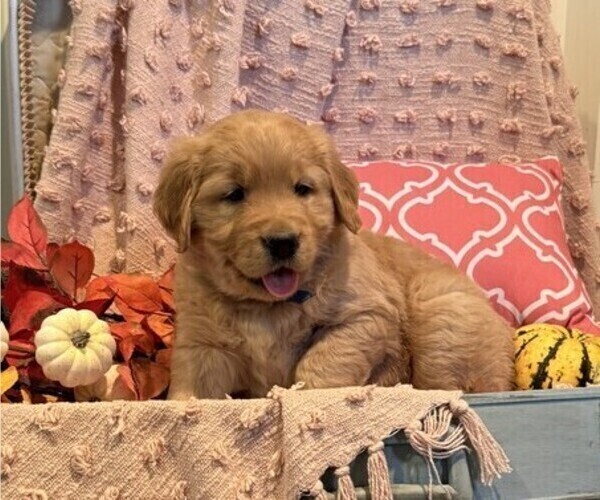 Medium Photo #3 Golden Retriever Puppy For Sale in WILLARD, WI, USA