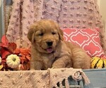 Small Photo #3 Golden Retriever Puppy For Sale in WILLARD, WI, USA