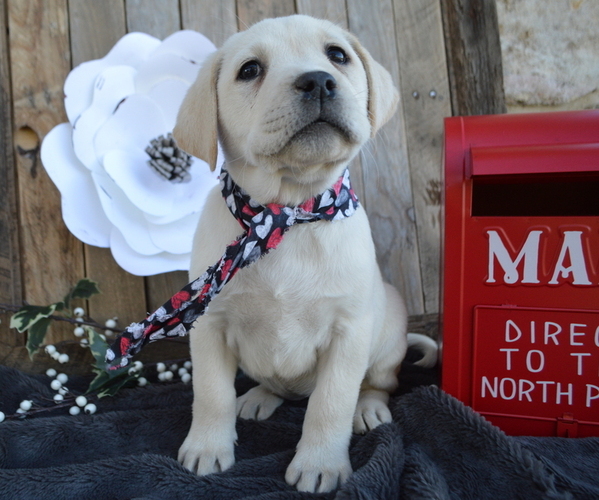 Medium Photo #2 Labrador Retriever Puppy For Sale in HONEY BROOK, PA, USA