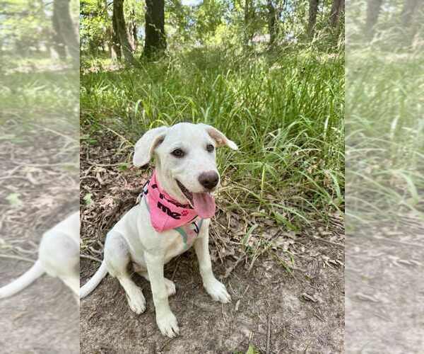 Medium Photo #2 Great Pyrenees-Unknown Mix Puppy For Sale in FRAMINGHAM, MA, USA