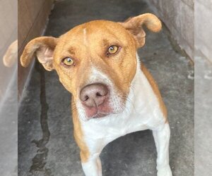 American Pit Bull Terrier-Unknown Mix Dogs for adoption in Las Vegas, NM, USA