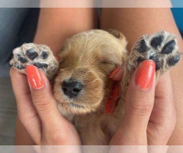 Medium Photo #10 Goldendoodle Puppy For Sale in PLATTEVILLE, CO, USA