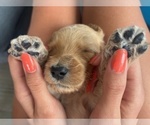 Small #9 Goldendoodle