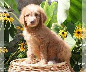 Goldendoodle-Poodle (Miniature) Mix Puppy for sale in FREDERICKSBG, OH, USA