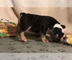 Small Photo #20 Olde English Bulldogge Puppy For Sale in CYNTHIANA, IN, USA