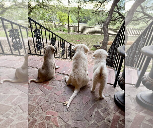 Medium Photo #9 Anatolian Pyrenees Puppy For Sale in Houston, TX, USA