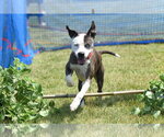 Small Photo #1 Mutt Puppy For Sale in Rockaway, NJ, USA