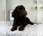 Small #1 Labradoodle