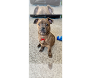 Mutt Dogs for adoption in Springdale, PA, USA