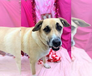 Labrador Retriever Dogs for adoption in Bryant, AR, USA