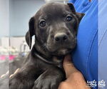 Small #1 Labrador Retriever Mix