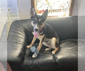 Poo Fighter - Male Siberian Husky-Unknown Mix Dog for Adoption - Photo #2