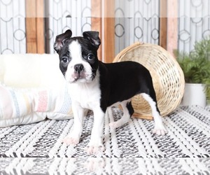 Boston Terrier Puppy for sale in NAPLES, FL, USA