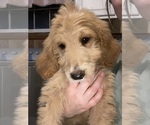 Small Photo #4 Goldendoodle Puppy For Sale in NICKELSVILLE, VA, USA
