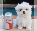 Small Photo #3 Maltese Puppy For Sale in CLERMONT, FL, USA