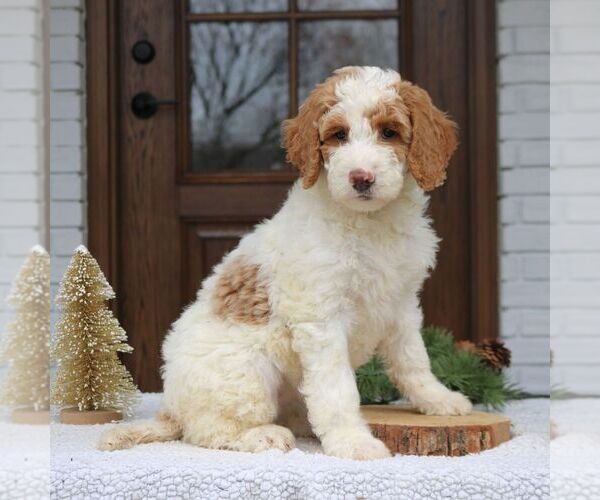 Medium Photo #4 Goldendoodle Puppy For Sale in NARVON, PA, USA