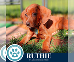 Small #2 Dachshund Mix