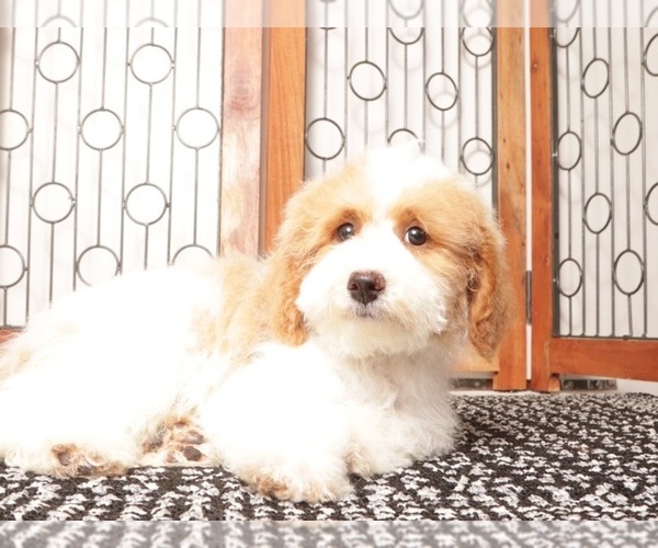 Medium Photo #1 Bichpoo Puppy For Sale in NAPLES, FL, USA