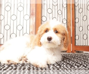 Medium Bichpoo