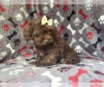 Small #9 ShihPoo