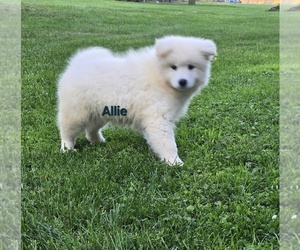 Samoyed Puppy for sale in UNITY, WI, USA