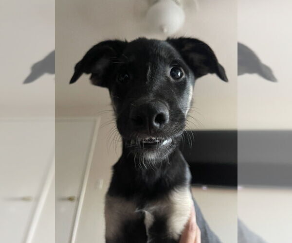 Medium Photo #10 German Shepherd Dog-Unknown Mix Puppy For Sale in Lakewood, CO, USA