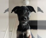 Small #9 German Shepherd Dog Mix