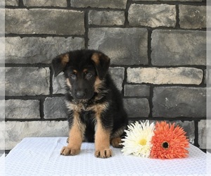 German Shepherd Dog Puppy for sale in MILLERSBURG, OH, USA