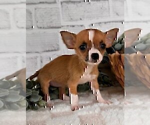 Chihuahua Puppy for sale in JACKSONVILLE, FL, USA