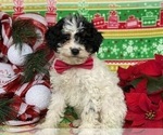 Small Photo #1 Sheepadoodle Puppy For Sale in LANCASTER, PA, USA