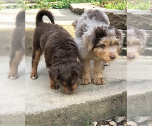 Aussiedoodle Miniature  Puppy for sale in HEDGESVILLE, WV, USA