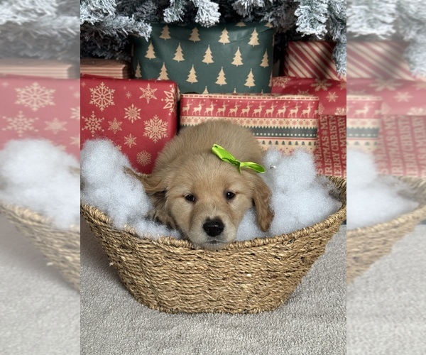 Medium Photo #4 Golden Retriever Puppy For Sale in DAVENPORT, FL, USA