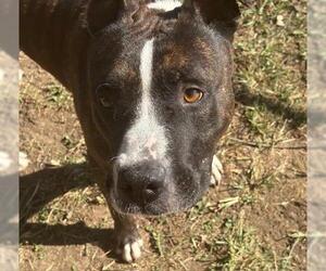 American Pit Bull Terrier Dogs for adoption in Tulsa, OK, USA
