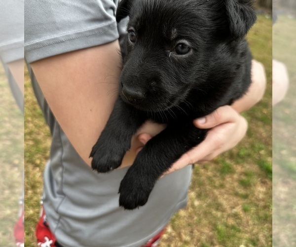 Medium Photo #6 German Shepherd Dog Puppy For Sale in FRANKLINTON, LA, USA
