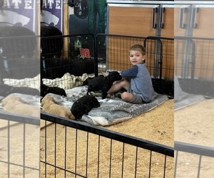 Goldendoodle Puppy for Sale in BLUE RAPIDS, Kansas USA