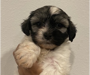 Havanese Puppy for sale in SEFFNER, FL, USA
