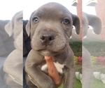Small Photo #12 Staffordshire Bull Terrier Puppy For Sale in HOUSTON, TX, USA