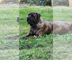 Small #9 Cane Corso