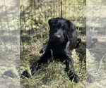 Small #2 Schnauzer (Giant)