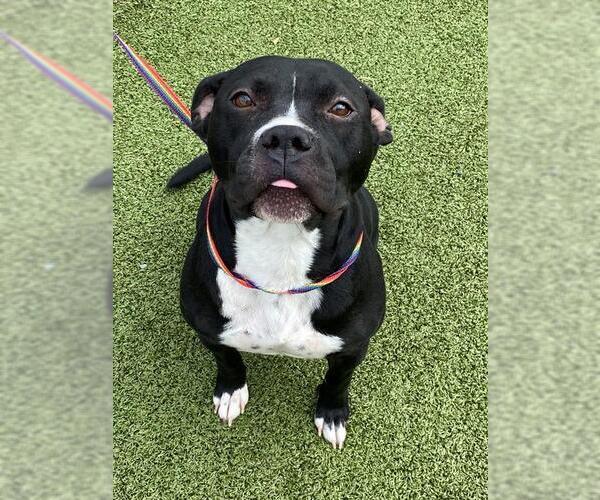 Medium Photo #2 American Pit Bull Terrier Puppy For Sale in Fayetteville, NC, USA